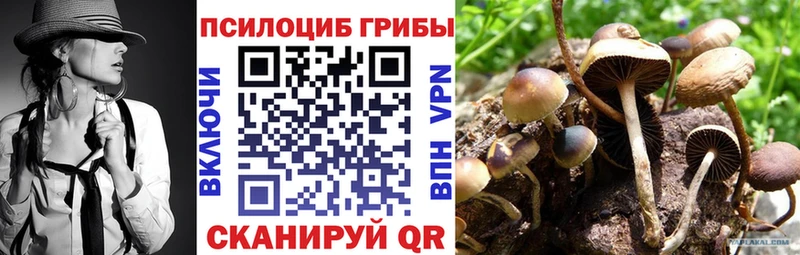 дарк нет как зайти  Заинск  Галлюциногенные грибы Cubensis  как найти  